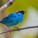 Golden Naped Tanager Chalcothraupis Ruficervix Photo Call And Song