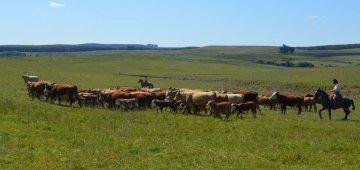 Bird-friendly beef showcased by Hilton Hotels