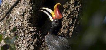Caught in the Crossfire: Rhinoceros Hornbill