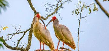 The Comeback Kids: five birds brought back from the brink