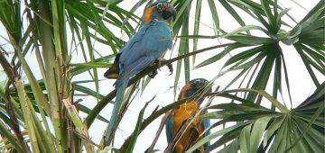 Record numbers of Blue-throated Macaws spotted