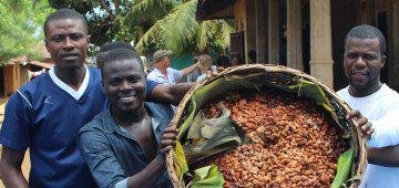 Eat chocolate, save a rainforest - the Gola Cocoa Project tells you how