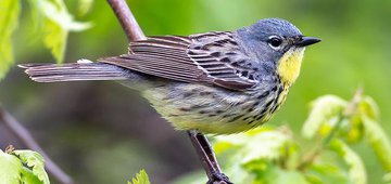 How to Deal With Birding FOMO