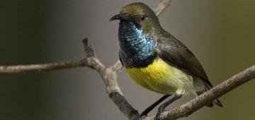 Exploring "African Galapagos" uncovers mysterious rare birds