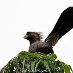 Grey Go-away-bird (Zambia birds) · iNaturalist