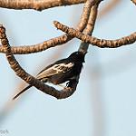 Parus niger (Southern black tit)