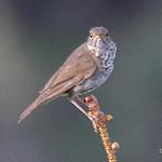 Black-billed nightingale-thrush - Wikiwand