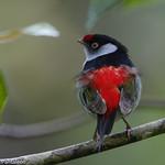 Манакиновые / Pipridae фото