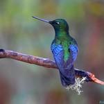 Стрижеобразные / Apodiformes фото