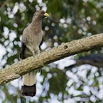 Grey Go-away-bird (Zambia birds) · iNaturalist