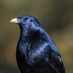 Птицы-шалашники / Ptilonorhynchidae фото