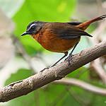 Olive-flanked Robin-Chat - Cossypha anomala - Birds of the World