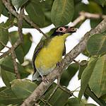 Australasian Figbird / Sphecotheres vieilloti photo call and song