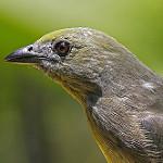 Palm Tanager / Thraupis palmarum photo call and song