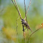 Sporophila caerulescens ( Coleirinha-dupla ou Papa-capim o…