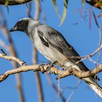 Личинкоедовые / Campephagidae фото