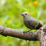 Palm Tanager / Thraupis palmarum photo call and song