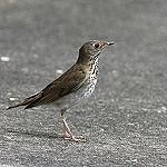 Black-billed nightingale-thrush - Wikiwand