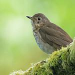 Black-billed nightingale-thrush - Wikiwand