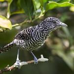 Полосатые муравьеловки / Thamnophilidae фото