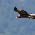 Беркут / Aquila chrysaetos птица фото голос