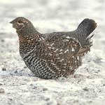 Курообразные / Galliformes фото