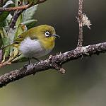 Plain White-eye / Zosterops hypolais photo call and song