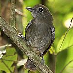 Plumbeous Antvireo / Dysithamnus plumbeus photo call and song